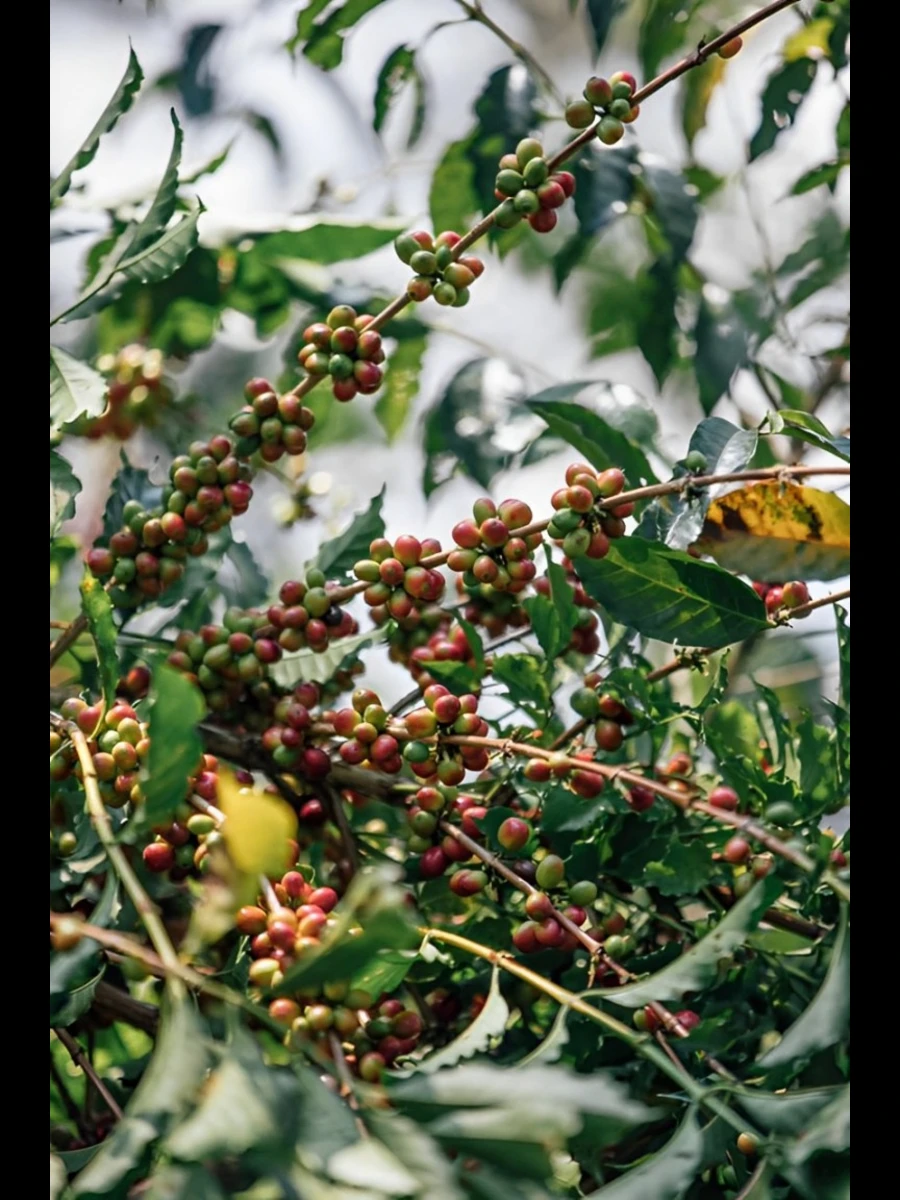 Exploring Coffee Tourism in Ethiopia: The Birthplace of the World's Favorite Brew