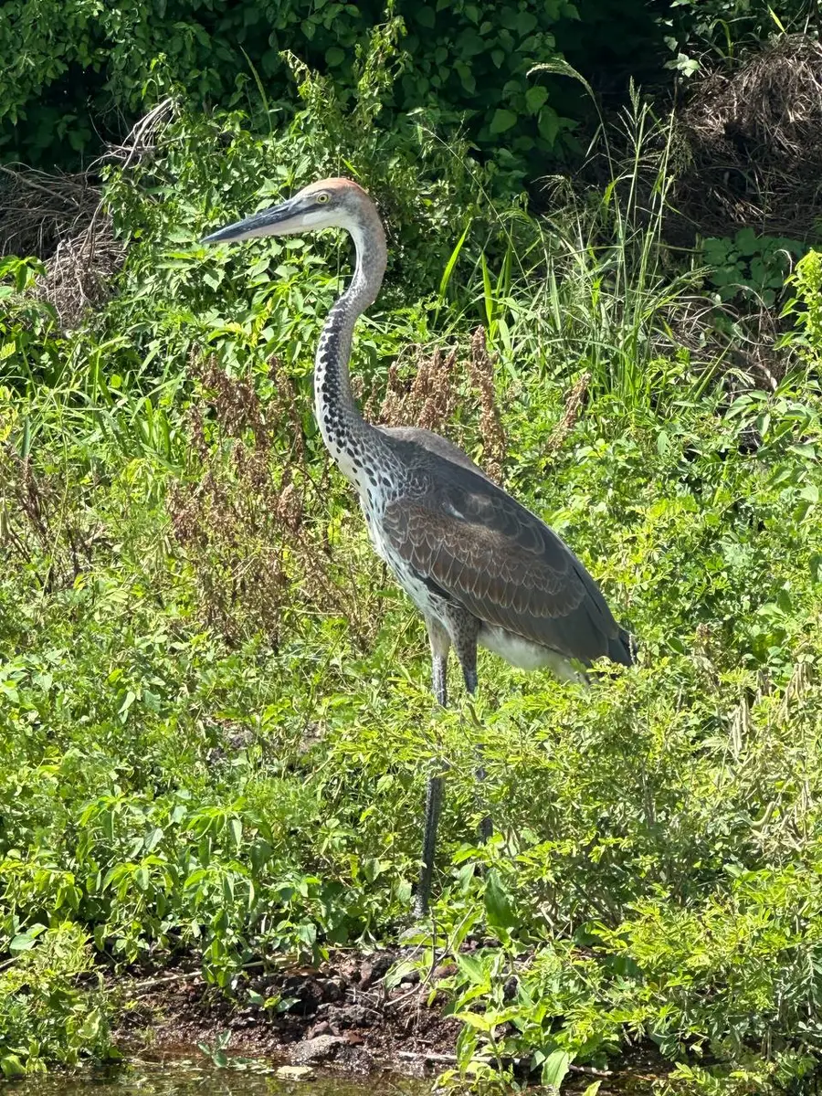 Bird Tours in Ethiopia: Discover the Best Birdwatching Locations